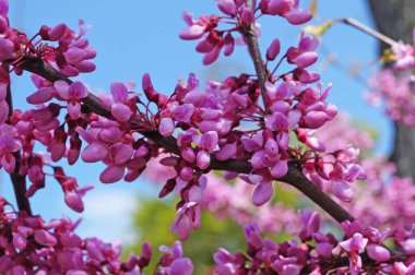 Mor çiçekli bir ağaç dalı ve mavi gökyüzüne karşı narin yapraklı tomurcuklar.