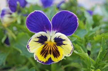 Çiçek tarhında narin mavi, sarı, bordo, mor ve beyaz yapraklı mor çiçekler.