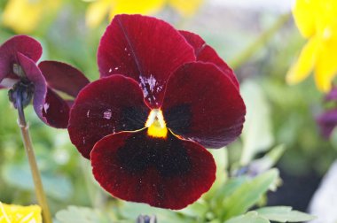 Çiçek tarhında narin mavi, sarı, bordo, mor ve beyaz yapraklı mor çiçekler.