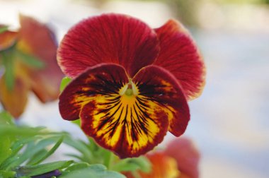 Çiçek tarhında narin mavi, sarı, bordo, mor ve beyaz yapraklı mor çiçekler.