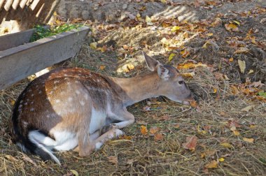 Kahverengi kürklü bir dişi geyik güneşli bir günde yemliğin yanında oturur.