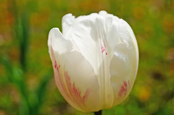 Tulpe Mit Zarten Weißen Blütenblättern Auf Einem Grünen Stiel Frühlingsbeet — Stockfoto