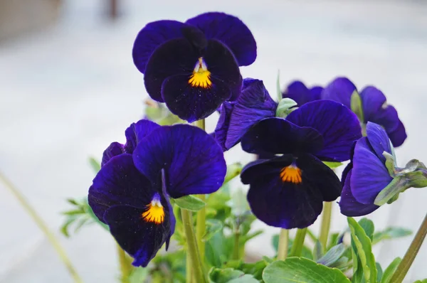 Flores Botões Violetas Com Delicadas Pétalas Azuis Amarelas Borgonhas Violetas — Fotografia de Stock