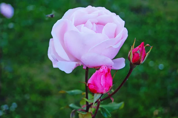 Fleur Bouton Rose Avec Délicats Pétales Roses Sur Une Branche — Photo