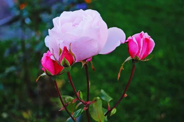 Kwiat Pączek Róży Delikatnymi Różowymi Płatkami Gałęzi Zielonymi Liśćmi Kwietniku — Zdjęcie stockowe