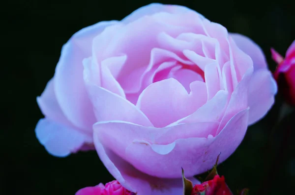 Fleur Bouton Rose Avec Délicats Pétales Roses Sur Une Branche — Photo