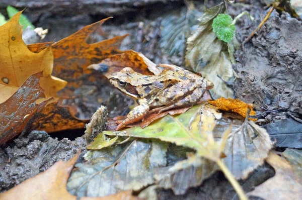 Forest frog with wet shiny skin sits on yellow leaves in the forest