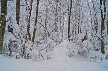 Soğuk, güneşli bir günde ağaçlarla kaplı karlı bir ormanın manzarası.                               