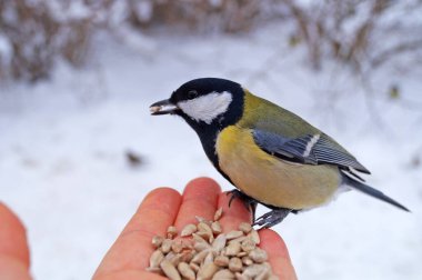 Sarı, siyah ve beyaz tüylü bir meme faresi avucunun içinde oturur ve beyaz karlı bir zeminde ayçiçeği çekirdeği yer.
