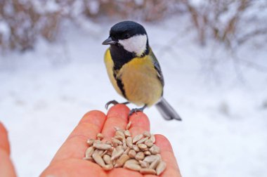 Sarı, siyah ve beyaz tüylü bir meme faresi avucunun içinde oturur ve beyaz karlı bir zeminde ayçiçeği çekirdeği yer.