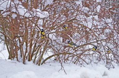 Sarı, siyah ve beyaz tüylü Titmouse bir kış günü beyaz pofuduk karla kaplı bir çalılıkta oturur.  