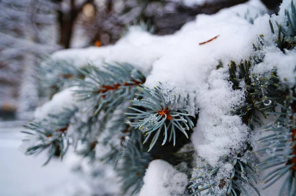 Una Rama Abeto Azul Con Agujas Cortas Cubiertas Nieve Día — Foto de Stock