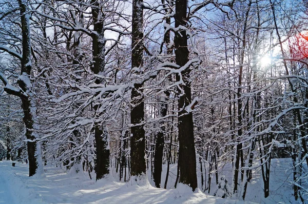 View Winter Snowy Forest Trees Covered White Fluffy Snow Frosty — Stock Photo, Image