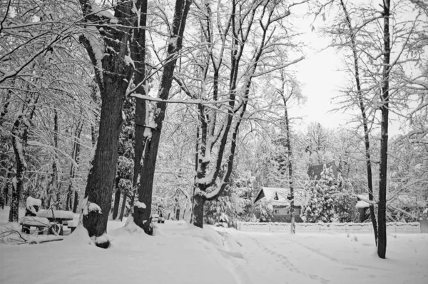 Вид Зимний Снежный Парк Деревьями Покрытыми Белым Пушистым Снегом Морозный — стоковое фото