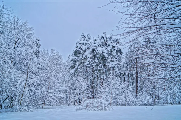 View Winter Snowy Forest Trees Covered White Fluffy Snow Frosty — Stock Photo, Image