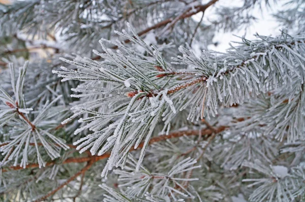 Gałąź Sosny Długimi Zielonymi Igłami Pokrytymi Białym Śniegiem Mroźny Zimowy — Zdjęcie stockowe