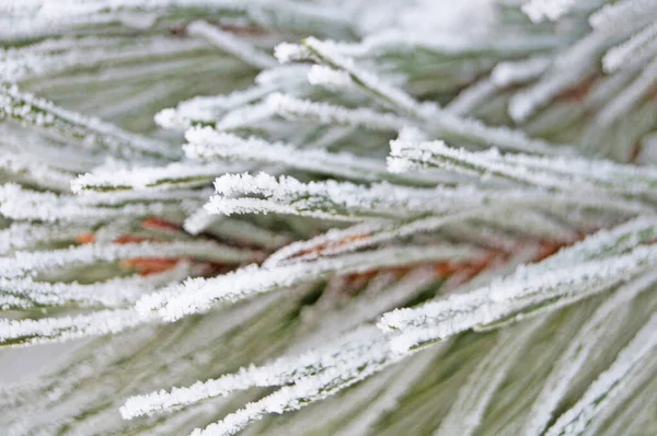 Rama Pino Con Largas Agujas Verdes Cubiertas Nieve Blanca Día —  Fotos de Stock