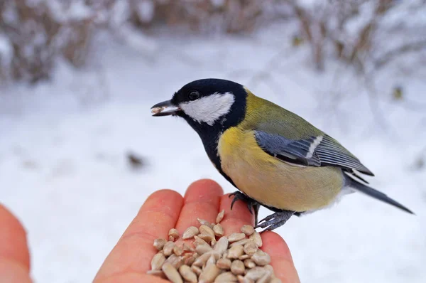 A titmouse with yellow, black and white feathers sits in the palm of the hand and eats sunflower seeds against a background of white snow