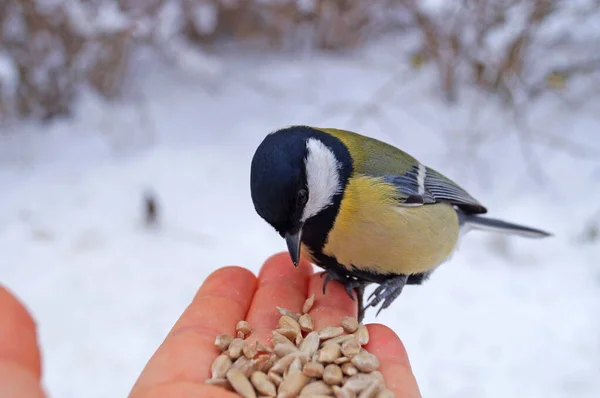 Sarı, siyah ve beyaz tüylü bir meme faresi avucunun içinde oturur ve beyaz karlı bir zeminde ayçiçeği çekirdeği yer.