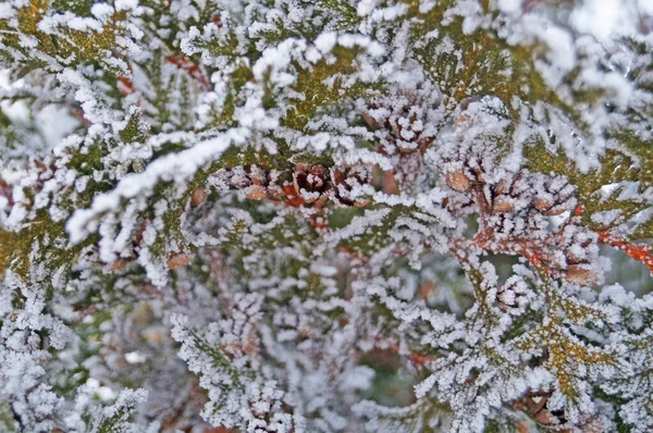 Gałąź Thuja Zielonymi Igłami Pokrytymi Białym Śniegiem Mroźny Zimowy Dzień — Zdjęcie stockowe