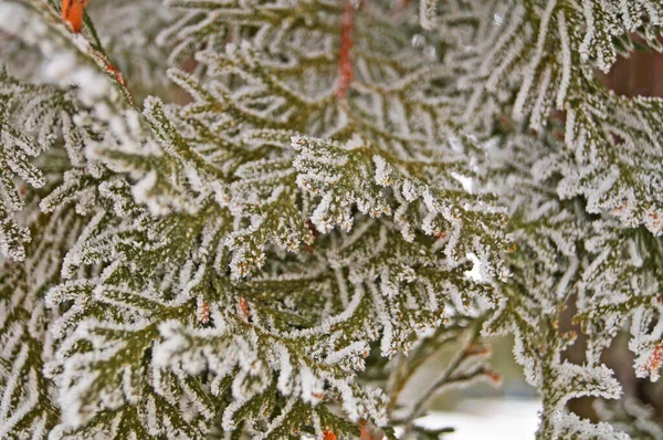 Thuja Zweig Mit Grünen Nadeln Bedeckt Mit Weißem Schnee Einem — Stockfoto