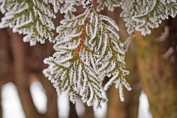 Rama Thuja Con Agujas Verdes Cubiertas Nieve Blanca Día Invierno —  Fotos de Stock