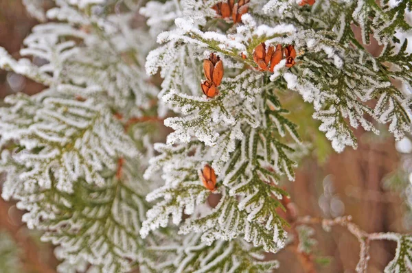 Gałąź Thuja Zielonymi Igłami Pokrytymi Białym Śniegiem Mroźny Zimowy Dzień — Zdjęcie stockowe