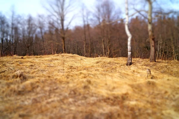 Glade Met Droog Gras Het Bos Met Bomen Zonder Bladeren — Stockfoto