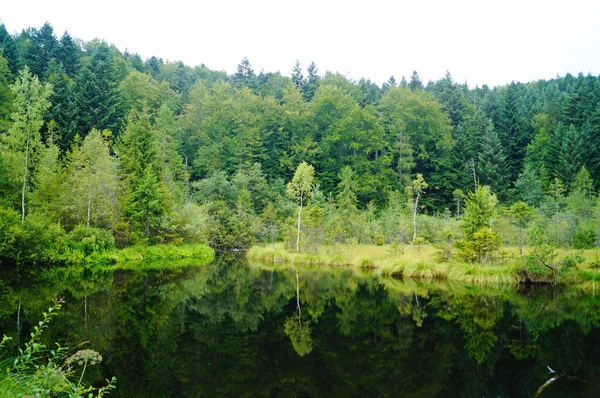Hegyi Hideg Sötét Vízzel Körülvéve Zöld Erdővel Kék Alatt Egy — Stock Fotó
