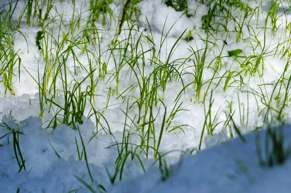 Verde Hierba Fina Hace Camino Través Nieve Blanca Soleado Día —  Fotos de Stock