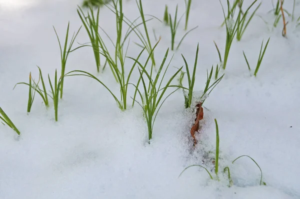 Verde Hierba Fina Hace Camino Través Nieve Blanca Soleado Día —  Fotos de Stock