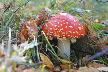 Beyaz noktalı kırmızı şapkalı Amanita mantarı ve ormandaki çimenlerde beyaz bir bacak yetişiyor.