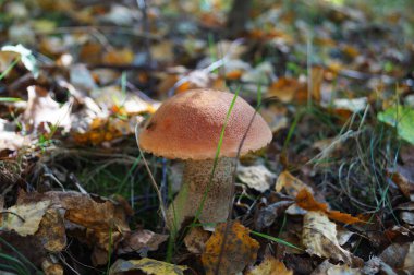 Kırmızı şapkalı ve beyaz bacaklı mantar mantarı bir sonbahar günü yaprakların arasında yetişir.
