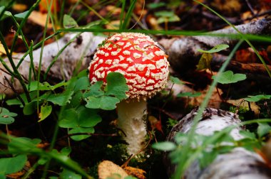 Beyaz noktalı kırmızı şapkalı Amanita mantarı ve ormandaki çimenlerde beyaz bir bacak yetişiyor.