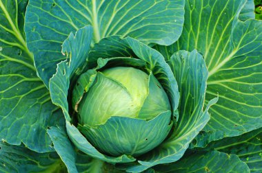 Bahçede büyük yeşil yaprakları ve yumurtalıkları olan lahana çalısı