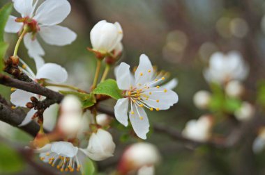 Kiraz tomurcukları ve çiçekler narin beyaz yapraklar ve mavi gökyüzüne karşı yeşil yapraklar.