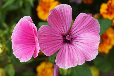 Narin yapraklı pembe dekoratif çiçek ve yeşil yapraklı saplı sarı bir merkez.
