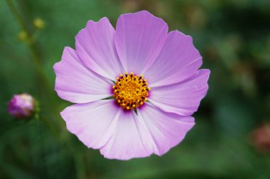 Narin yapraklı pembe dekoratif çiçek ve yeşil yapraklı saplı sarı bir merkez.