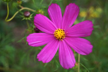 Narin yapraklı pembe dekoratif çiçek ve yeşil yapraklı saplı sarı bir merkez.