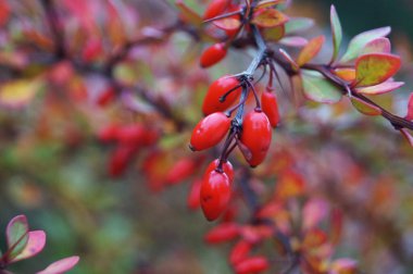 Bir sonbahar gününde kırmızı yapraklı böğürtlen dalları ve kırmızı olgun meyveler.