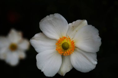 Geniş yapraklı beyaz çiçek ve yeşil yapraklı bir sapın üzerinde sarı-yeşil bir çiçek