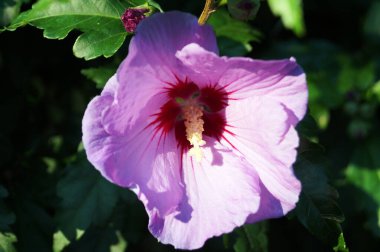 Narin mor yaprakları ve yeşil yaprakları olan bir çalılığın üzerinde beyaz bir merkezi olan Hibiscus çiçeği