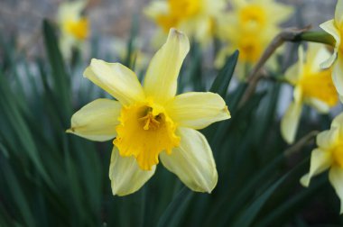Sarı yumuşak yapraklı nergis çiçeği ve yeşil yapraklı bir sapın üzerinde sarı bir merkez.