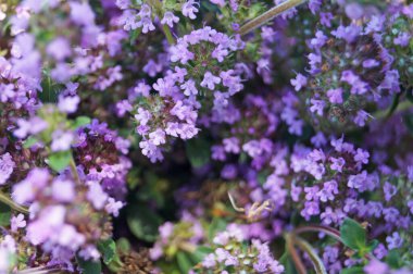 Bir yaz günü yeşil çimenlerin üzerinde narin mor çiçekli kekik.