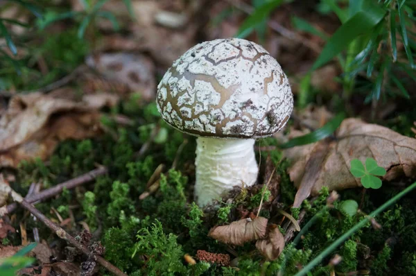 在森林的草地上生长着一只带着褐色帽子 白腿的天野蘑菇 — 图库照片