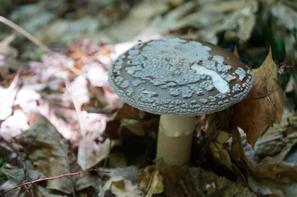 在森林的草地上生长着一只带着褐色帽子 白腿的天野蘑菇 — 图库照片