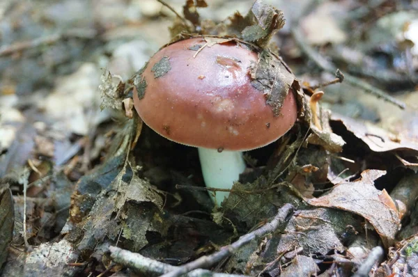 Cogumelo Rússula Com Chapéu Rosa Uma Perna Branca Floresta Outono — Fotografia de Stock