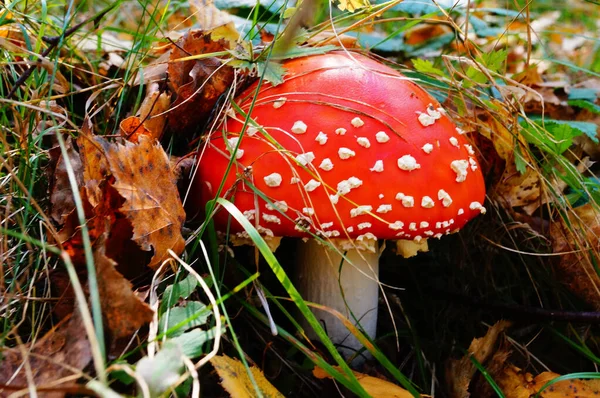 Cogumelo Amanita Com Chapéu Vermelho Ponto Branco Uma Perna Branca — Fotografia de Stock