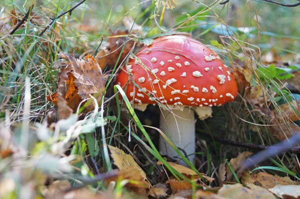 白い点に赤い帽子をかぶったアマニタキノコと白い足が森の中の草の中に成長します — ストック写真