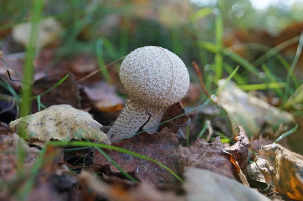 Lycoperdon Pilz Mit Weißem Hut Pickel Und Weißem Bein Wächst — Stockfoto